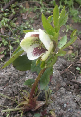 DSCN1463Helleborus_0010.jpg