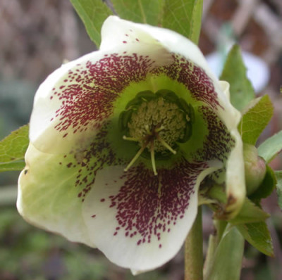 DSCN1459_Helleborusbluete_0050_.jpg