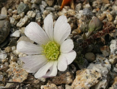 IMG_2232_eCallianthemun_anemonoides.JPG
