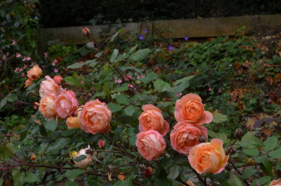 DSC_7122.JPG