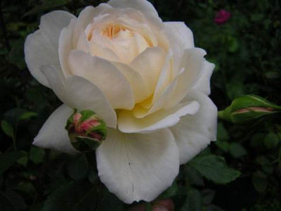 Crocusrose1a.JPG