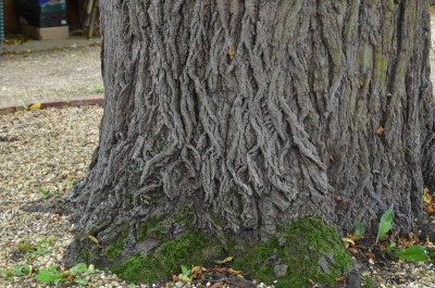 DSC_7154.JPG