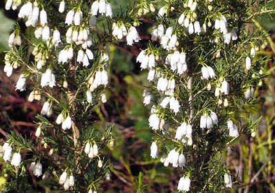Erica-lusitanica.jpg