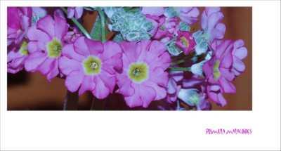 Primula_malacoides_1_27-01-2007.jpg
