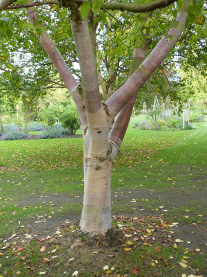 2010-10-04 Cambridge Botanical Garden 6.jpg