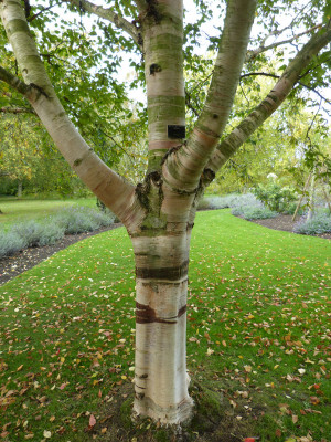 2010-10-04 Cambridge Botanical Garden 7.jpg