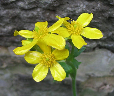 Ranunculus_cortusifolius_02.2007.jpg