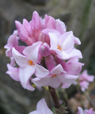 Daphne_bholua__2_02.2007.jpg