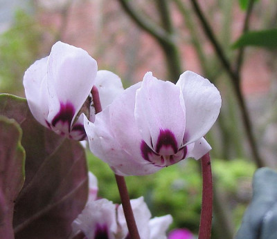 Cyclamen_coum_blassrosa.jpg