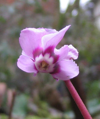Cyclamen_coum_rosa.jpg