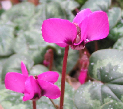 Cyclamen_coum_violett-rosa.jpg