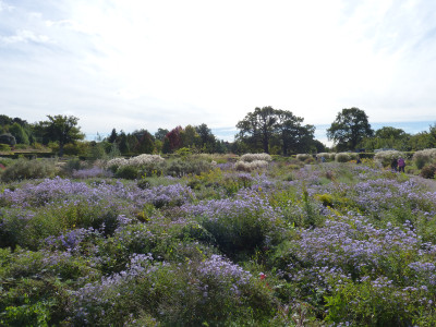 2017-10-05 RHS Garden Wisley 22.jpg