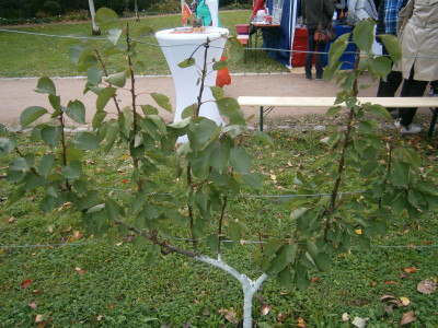 Botanischer Obstgarten HN 010.JPG