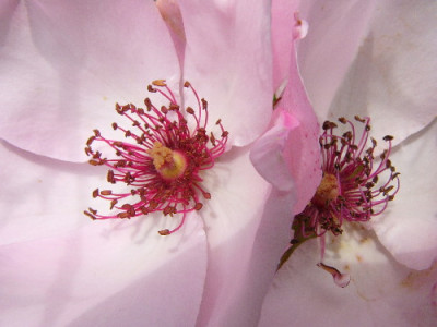 Dainty-Bess-1a.jpg