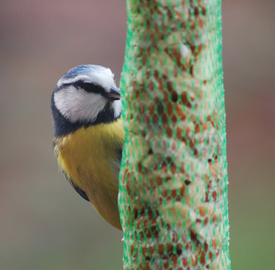 Blaumeise-080207.jpg