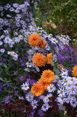 Chrysanthemum-DixterOrange.17-3.jpg