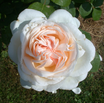 Sebastian_Kneipp_Bluete_0030__HS_28769.jpg