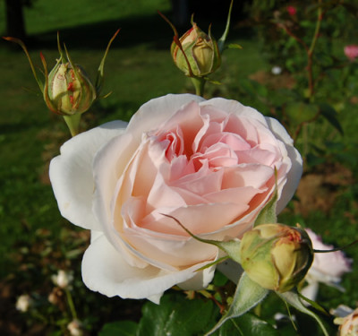 Sebastian_Kneipp_Bluete_0020_HS_0017.jpg