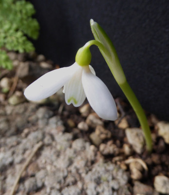 Galanthus peshmenii ...  10.10.17 003.jpg