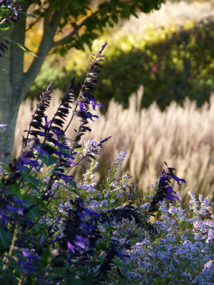 2017-10-05 Sussex Prairie Garden 16.jpg
