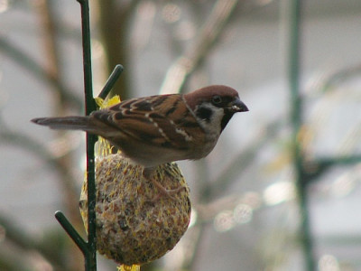 Feldsperling-02-07.jpg