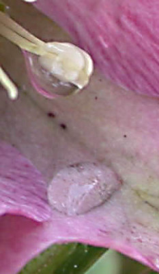 DSCN1468_Zweierlei_Tropfen_geschaerft.jpg