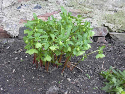 ehelleborus1.jpg