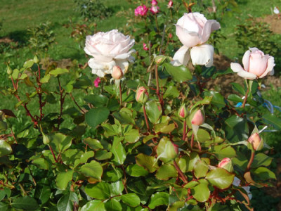 Andre_le_Notre_HS_00100__0011.jpg