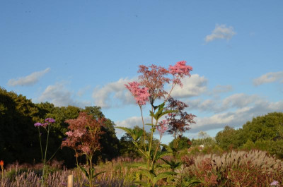 DSC_7457.JPG