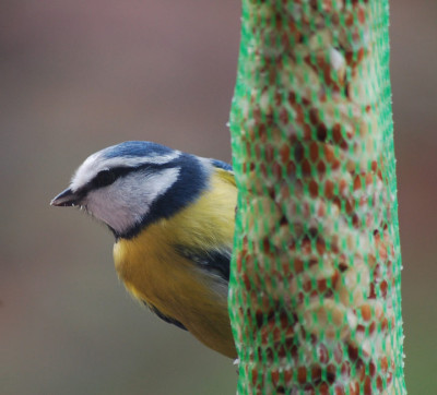 Blaumeise-die-nachste.jpg