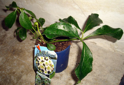 Helleborus_1_niger.JPG