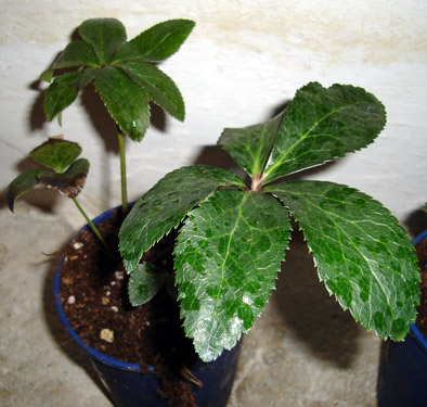 Helleborus_2_noname.JPG