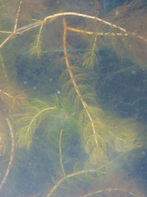 myriophyllum_spicatum.JPG
