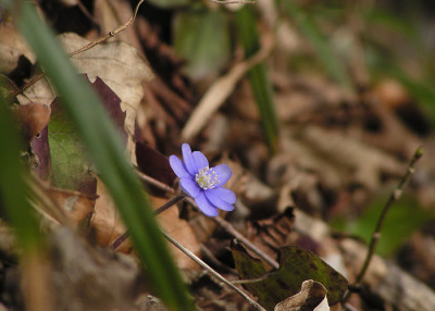 hepatica_07_wald1.jpg