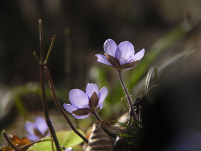 hepatica_07_wald2.jpg