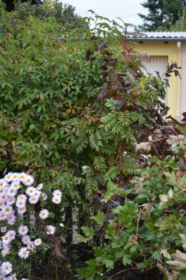 Sorbus-AutumSpire.17-1.jpg