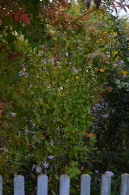 Amelanchier-RainbowPillar.17-1.jpg