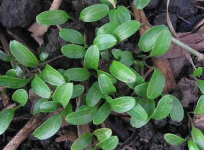 Helleborussamling_1.jpg