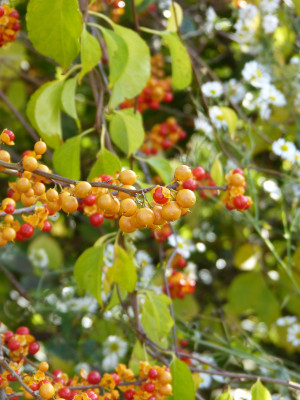2017-10-06 Great Dixter 32.jpg
