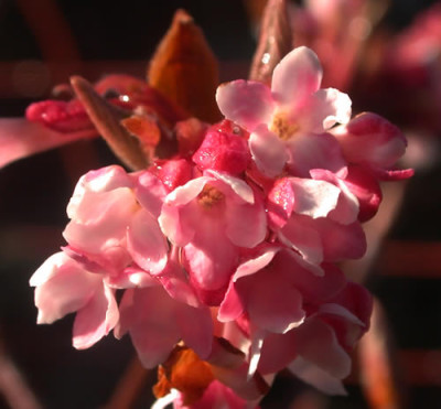 DSCN1616_Blueten_.jpg