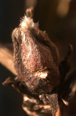 DSCN1624_Clematis_Knospe_.jpg
