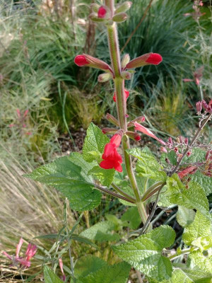 Salvia_darcyi_101017.jpg