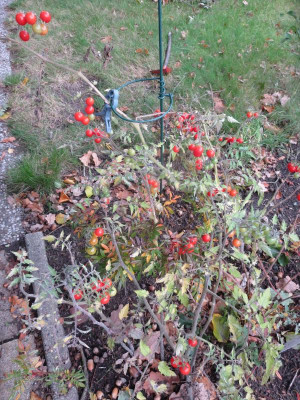 Tomate wilder Sämling_6037.jpg