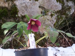 100_0477_Helleborus_orient._Schmiemann_Koll._Samling_Red_Lady_n3_rouge_bordeaux_fonce_PP.jpg
