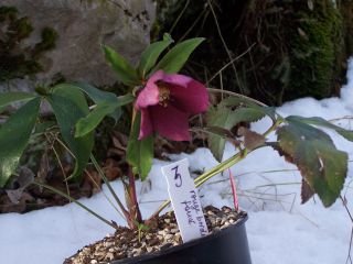 100_0480_Hekkeborus_orientalis_Schmiemann_Koll._Samling_Red_Lady_n_3b_PP_.jpg
