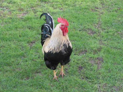 Grunlegerhahn.jpg