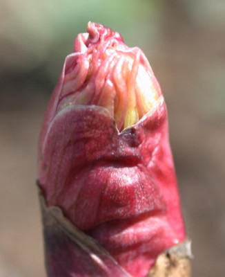 DSCN1122_Pfingstrosenknospe_.jpg