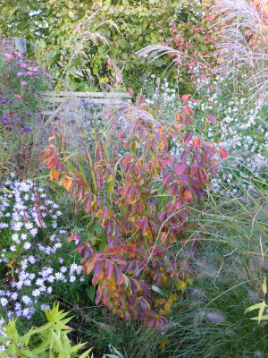 2017-10-12 Parrotia subaequalis.jpg