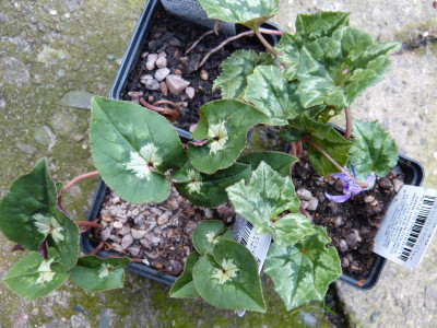 2017-10-12 Cyclamen hederifolium.jpg