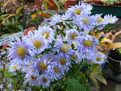 2017-10-12 Aster 'Noreen'.jpg